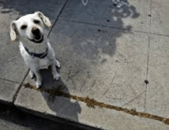 Screen Shot 2017-05-23 at 7.15.21 PM.png